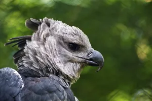 American harpy eagle (Harpia harpyja)