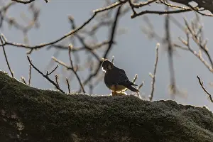 One American kestrel (Falco sparverius)