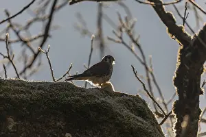 One American kestrel (Falco sparverius)