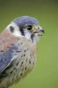 American Kestrel (Falco sparverius)