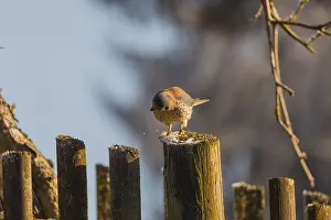 One American kestrel (Falco sparverius)
