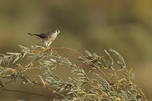 American Kestrel (Falco sparverius)