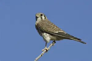 American Kestrel (Falco sparverius)
