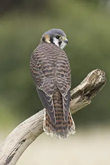 American Kestrel (Falco sparverius)