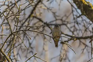 One American kestrel (Falco sparverius) sitting on a twig in early morning light with a blue sky in the background