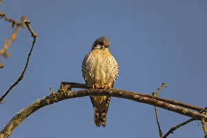 One American kestrel (Falco sparverius) sitting on a twig in early morning light with a blue sky in the background