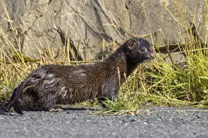 American mink, mink, neogal vision