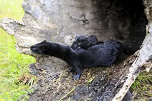 American Mink (Mustela vison), adult with young