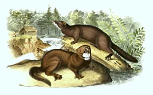 American Mink (Mustela vison) or american mink