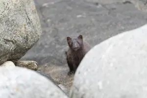 The American Mink (Mustela vison) is a graceful predator that lives by the sea in Norway near Bodo in Nordland