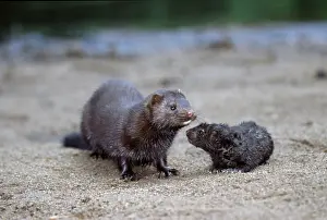American Mink (Mustela vison) with young