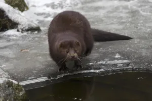 American mink (Neovison vison, Mustela vison)