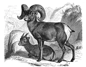 American Mountain wild sheep (Ovis) Montana