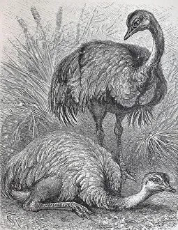 American ostrich, greater rhea (Rhea americana)