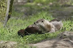 American otter, (Lontra canadensis)