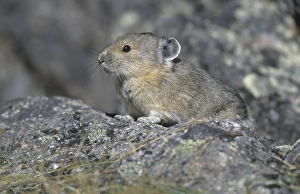 American Pika (Ochotona princeps), Alaska, North America