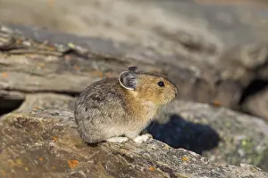 American pika (Ochotona princeps)