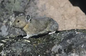 American Pika (Ochotona princeps)