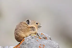 American pika (Ochotona princeps) sitting on a rock
