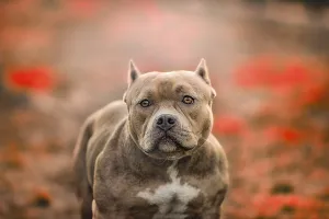 American Pit Bull Terrier, blurred background