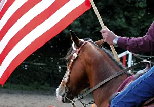 American Quarter Horse at demonstration, bridle