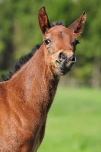 American Quarter Horse, Foal