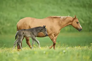American Quarter Horse mare with her foal