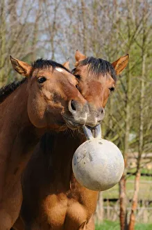 American Quarter Horses, young stallions