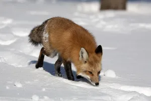 American red fox (Vulpes vulpes fulva)