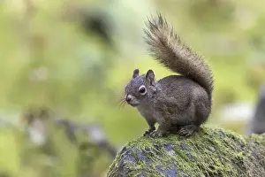 American red squirrel (Tamiasciurus hudsonicus)