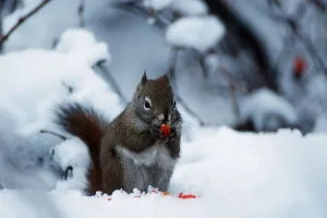 American red squirrel (Tamiasciurus hudsonicus)