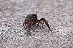 American red swamp crayfish (Procambarus clarkii)