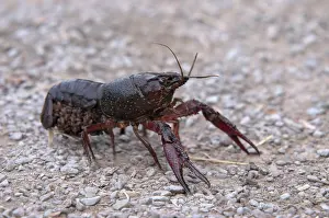 American red swamp crayfish (Procambarus clarkii)