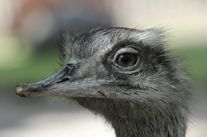 American Rhea or Gray, Greater Rhea (Rhea americana)