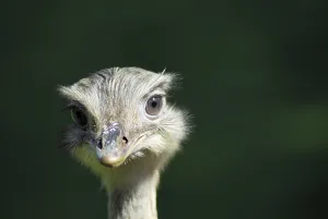 American Rhea (Rhea americana)