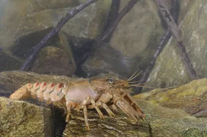 American River Crayfish (Orconectes limosus) introduced species
