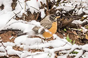American robin perched on blooming peach tree in spring snow