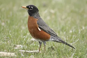 An American Robin standing in a field of grass in spring in Winnipeg