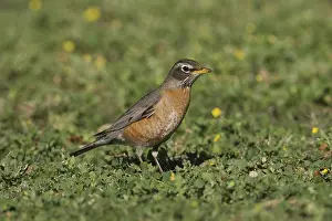 American Robin (Turdus migratorius)