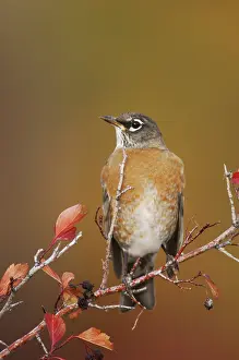 American Robin (Turdus migratorius)