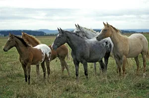 American Saddlebred Horse, herd standing in meadow