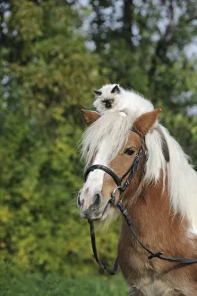 American Shetland Pony with a Birman Cat on its head