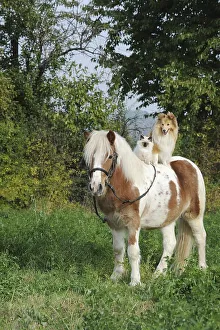 American Shetland Pony with a Shetland Sheepdog