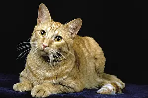 AMERICAN SHORT HAIR HOUSE CAT, adult LYING IN FRONT OF BLACK BACKGROUND