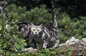 AMERICAN SHORTHAIR, ADULTS ON WALL