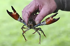 American Signal Crayfish (Pacifastacus leniusculus)