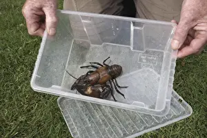 American Signal Crayfish (Pacifastacus leniusculus) introduced species