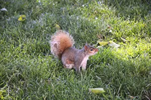 American squirrel in Union Square Park