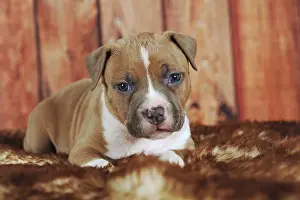 American Staffordshire Terrier