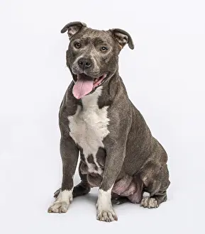 American Staffordshire terrier sitting